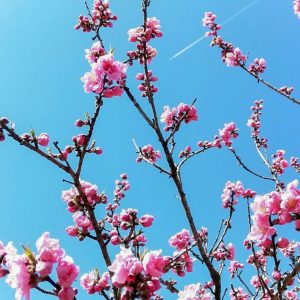 愛・地球博記念公園、3月春の花、愛知県長久手市の観光・撮影スポットの画像と写真