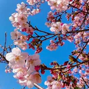 愛・地球博記念公園、3月春の花、愛知県長久手市の観光・撮影スポットの画像と写真