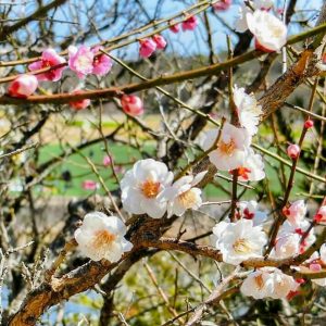 愛・地球博記念公園、3月春の花、愛知県長久手市の観光・撮影スポットの画像と写真