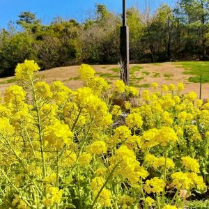 愛・地球博記念公園、3月春の花、愛知県長久手市の観光・撮影スポットの画像と写真