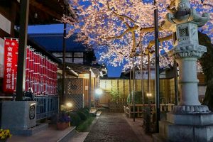 寂光山安養寺、しだれ桜、桜ライトアップ、岐阜県多治見市の観光・撮影スポットの画像と写真