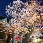 寂光山安養寺、しだれ桜、桜ライトアップ、岐阜県多治見市の観光・撮影スポットの画像と写真