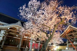 寂光山安養寺、しだれ桜、桜ライトアップ、岐阜県多治見市の観光・撮影スポットの画像と写真