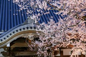 寂光山安養寺、しだれ桜、桜ライトアップ、岐阜県多治見市の観光・撮影スポットの画像と写真
