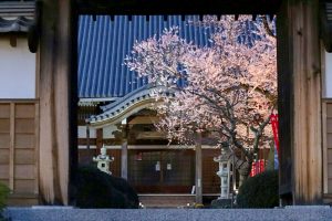 寂光山安養寺、しだれ桜、桜ライトアップ、岐阜県多治見市の観光・撮影スポットの画像と写真