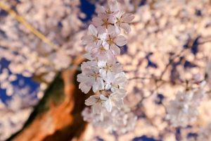 寂光山安養寺、しだれ桜、桜ライトアップ、岐阜県多治見市の観光・撮影スポットの画像と写真