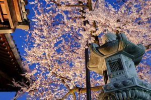 寂光山安養寺、しだれ桜、桜ライトアップ、岐阜県多治見市の観光・撮影スポットの画像と写真