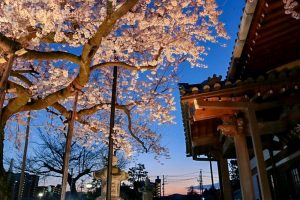 寂光山安養寺、しだれ桜、桜ライトアップ、岐阜県多治見市の観光・撮影スポットの画像と写真