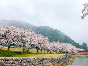 羽根谷だんだん公園、桜並木、3月春の花、岐阜県海津市の観光・撮影スポットの画像と写真