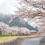 羽根谷だんだん公園、桜並木、3月春の花、岐阜県海津市の観光・撮影スポットの画像と写真