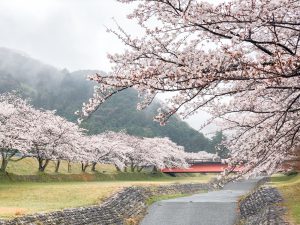 羽根谷だんだん公園、桜並木、3月春の花、岐阜県海津市の観光・撮影スポットの画像と写真