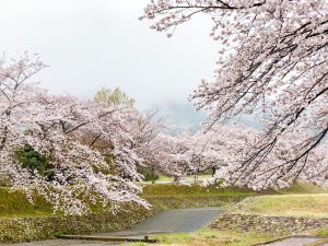 羽根谷だんだん公園、桜並木、3月春の花、岐阜県海津市の観光・撮影スポットの画像と写真
