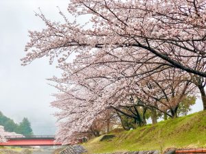 羽根谷だんだん公園、桜並木、3月春の花、岐阜県海津市の観光・撮影スポットの画像と写真