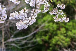 吉田出来山公園、桜、3月春の花、岐阜県海津市の観光・撮影スポットの画像と写真