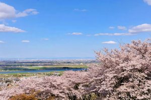 吉田出来山公園、桜、3月春の花、岐阜県海津市の観光・撮影スポットの画像と写真