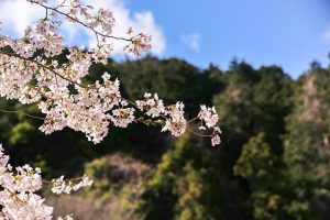 吉田出来山公園、桜、3月春の花、岐阜県海津市の観光・撮影スポットの画像と写真