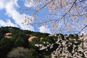 吉田出来山公園、桜、3月春の花、岐阜県海津市の観光・撮影スポットの画像と写真