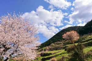 吉田出来山公園、桜、3月春の花、岐阜県海津市の観光・撮影スポットの画像と写真