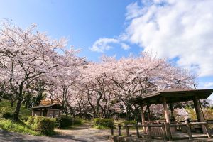 吉田出来山公園、桜、3月春の花、岐阜県海津市の観光・撮影スポットの画像と写真
