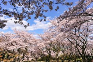 吉田出来山公園、桜、3月春の花、岐阜県海津市の観光・撮影スポットの画像と写真