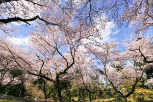 吉田出来山公園、桜、3月春の花、岐阜県海津市の観光・撮影スポットの画像と写真