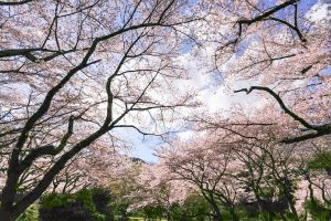 吉田出来山公園、桜、3月春の花、岐阜県海津市の観光・撮影スポットの画像と写真