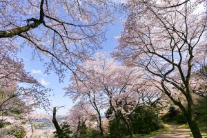 吉田出来山公園、桜、3月春の花、岐阜県海津市の観光・撮影スポットの画像と写真