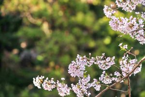 吉田出来山公園、桜、3月春の花、岐阜県海津市の観光・撮影スポットの画像と写真