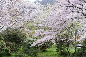吉田出来山公園、桜、3月春の花、岐阜県海津市の観光・撮影スポットの画像と写真