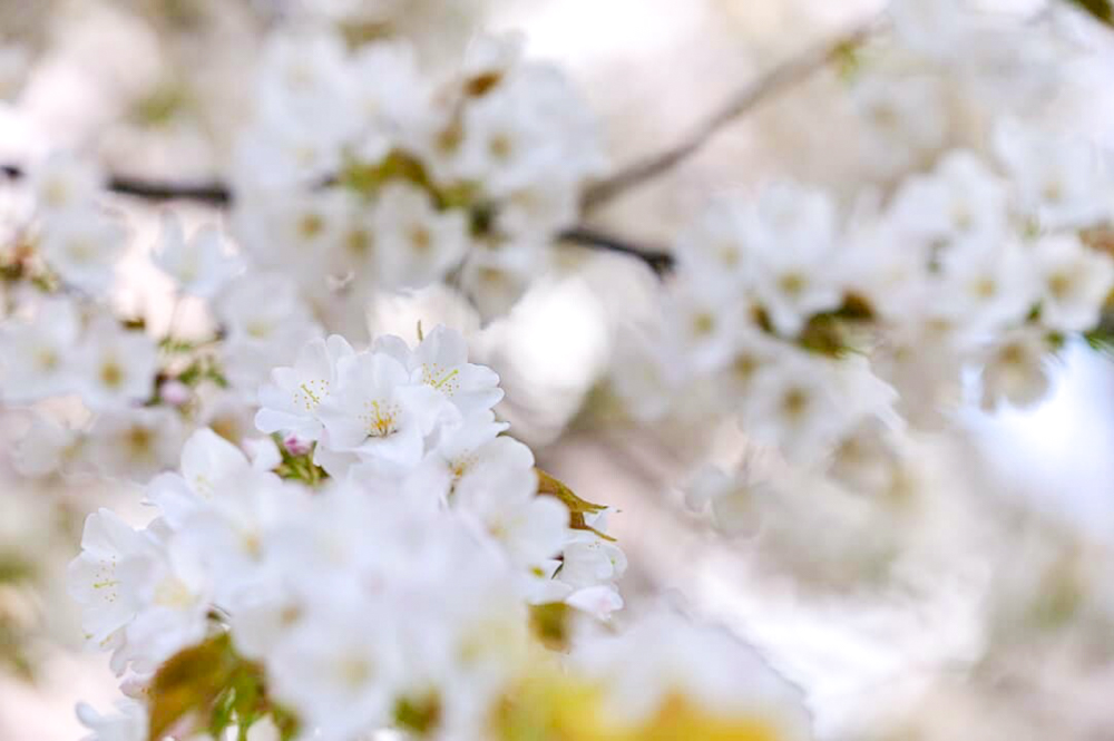 吉田出来山公園、桜、3月春の花、岐阜県海津市の観光・撮影スポットの画像と写真