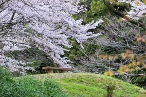 吉田出来山公園、桜、3月春の花、岐阜県海津市の観光・撮影スポットの画像と写真