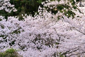 吉田出来山公園、桜、3月春の花、岐阜県海津市の観光・撮影スポットの画像と写真