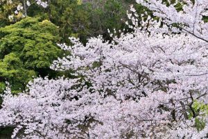 吉田出来山公園、桜、3月春の花、岐阜県海津市の観光・撮影スポットの画像と写真