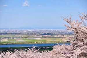吉田出来山公園、桜、3月春の花、岐阜県海津市の観光・撮影スポットの画像と写真