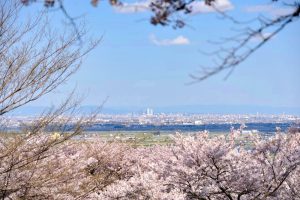 吉田出来山公園、桜、3月春の花、岐阜県海津市の観光・撮影スポットの画像と写真