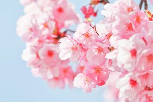 デンパーク、陽光桜、3月春の花、愛知県安城市の観光・撮影スポットの画像と写真