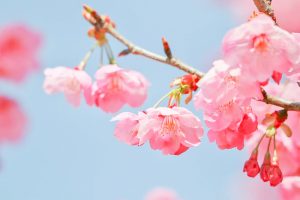 デンパーク、陽光桜、3月春の花、愛知県安城市の観光・撮影スポットの画像と写真