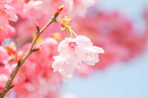 デンパーク、陽光桜、3月春の花、愛知県安城市の観光・撮影スポットの画像と写真