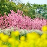 デンパーク、陽光桜、3月春の花、愛知県安城市の観光・撮影スポットの画像と写真