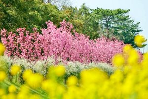 デンパーク、陽光桜、3月春の花、愛知県安城市の観光・撮影スポットの画像と写真