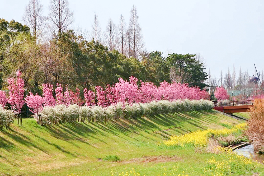 デンパーク、陽光桜、3月春の花、愛知県安城市の観光・撮影スポットの画像と写真