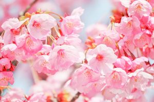デンパーク、陽光桜、3月春の花、愛知県安城市の観光・撮影スポットの画像と写真