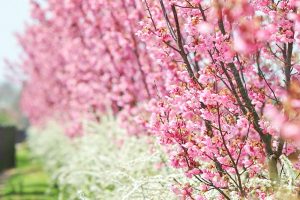 デンパーク、陽光桜、3月春の花、愛知県安城市の観光・撮影スポットの画像と写真