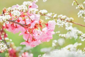デンパーク、陽光桜、3月春の花、愛知県安城市の観光・撮影スポットの画像と写真