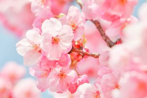 デンパーク、陽光桜、3月春の花、愛知県安城市の観光・撮影スポットの画像と写真