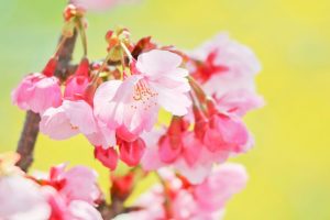 デンパーク、陽光桜、3月春の花、愛知県安城市の観光・撮影スポットの画像と写真