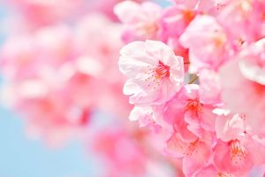 デンパーク、陽光桜、3月春の花、愛知県安城市の観光・撮影スポットの画像と写真