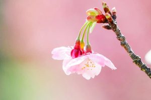 デンパーク、陽光桜、3月春の花、愛知県安城市の観光・撮影スポットの画像と写真