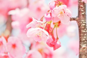デンパーク、陽光桜、3月春の花、愛知県安城市の観光・撮影スポットの画像と写真