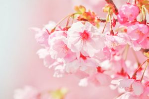 デンパーク、陽光桜、3月春の花、愛知県安城市の観光・撮影スポットの画像と写真